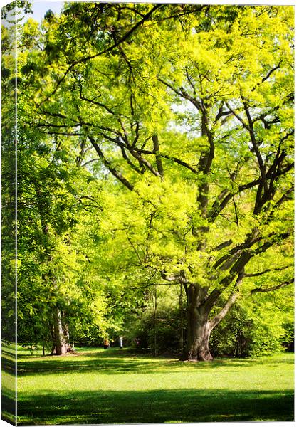 Park in spring time Canvas Print by Dariusz Miszkiel