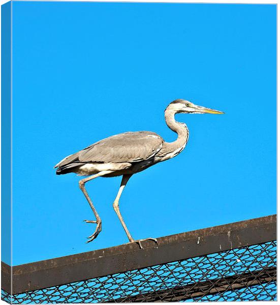 Heron on the roof Canvas Print by Dariusz Miszkiel