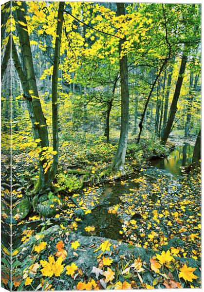 Creek in fall time Canvas Print by Dariusz Miszkiel
