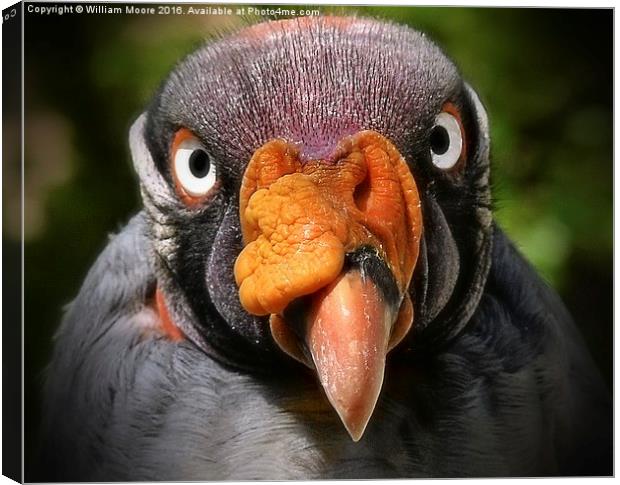  King Vulture Canvas Print by William Moore