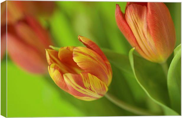  Fiery Tulips Canvas Print by Bryan Condie