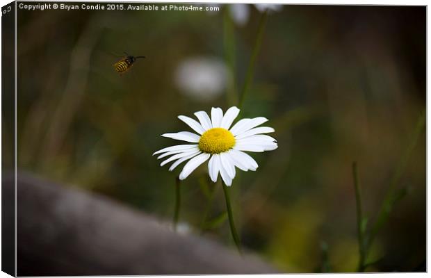  The Wasp and the Daisy  Canvas Print by Bryan Condie