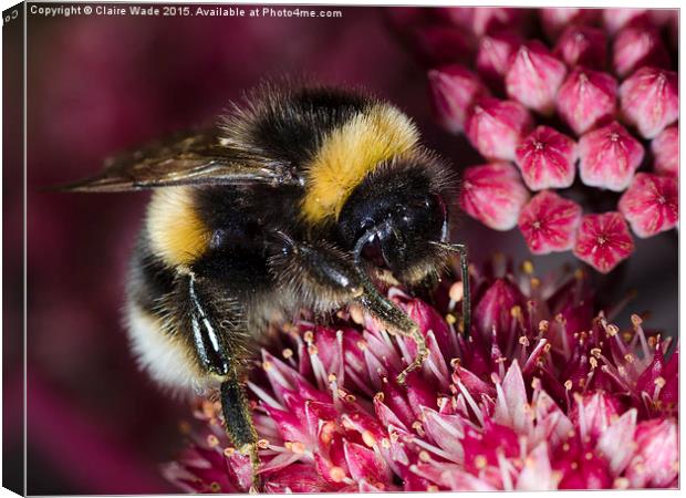  Close up of Bee on pink flower Canvas Print by Claire Wade