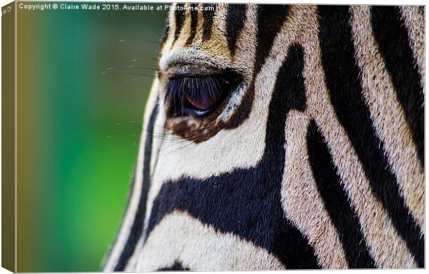 Gentle Zebra Face Canvas Print by Claire Wade