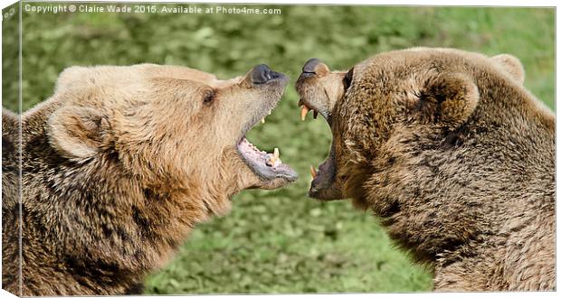 Closeup of two European bears playing together. Canvas Print by Claire Wade