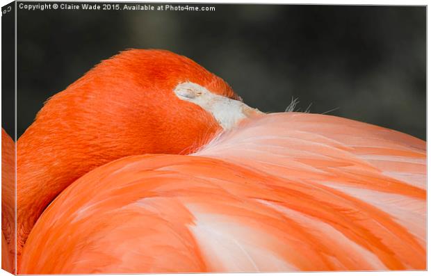  A closeup of the head of a sleeping flamingo Canvas Print by Claire Wade