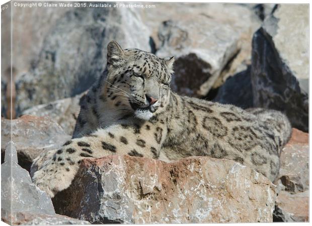  Sleepy snow leopard camouflaged on grey rocks Canvas Print by Claire Wade