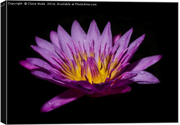 Pink lotus flower on black background  Canvas Print by Claire Wade