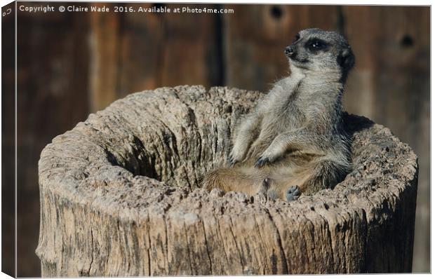Relaxed Meerkat in the Sun Canvas Print by Claire Wade