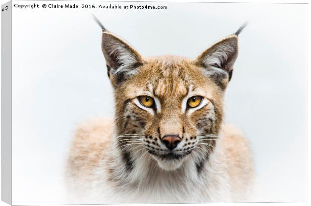 Eurasian Lynx Canvas Print by Claire Wade
