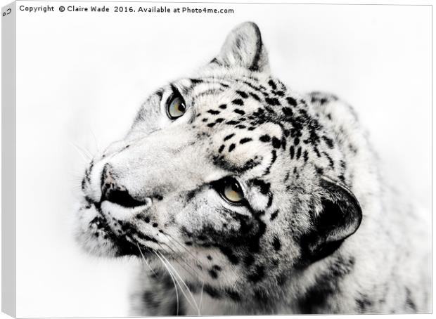 Snow Leopard on White Canvas Print by Claire Wade