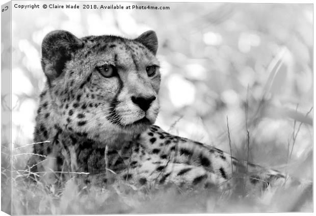 Cheetah in Black and White Canvas Print by Claire Wade