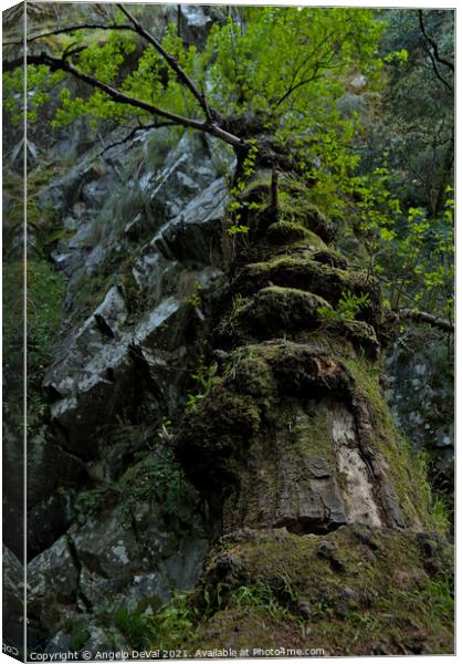 Fallen tree in Lousa Mountains Canvas Print by Angelo DeVal
