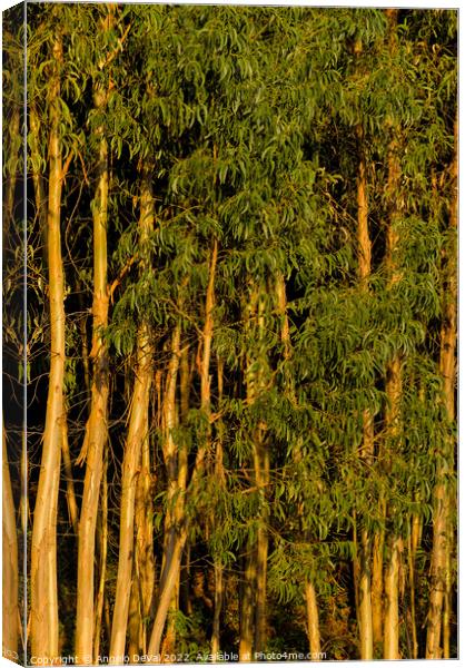 Eucalyptus Trees Background Canvas Print by Angelo DeVal