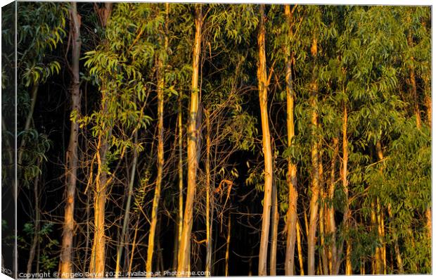 Eucalyptus Forest at Sunset Canvas Print by Angelo DeVal
