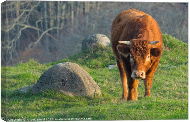Brown Cow In The Algarve Countryside Canvas Print by Angelo DeVal