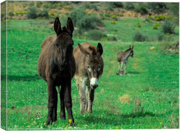 Donkey Family Canvas Print by Angelo DeVal