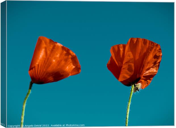 Just Two Red Poppies Canvas Print by Angelo DeVal