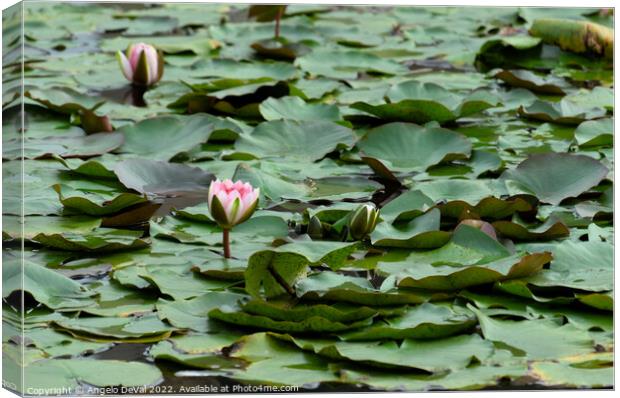 Water Lillies in the Garden Canvas Print by Angelo DeVal