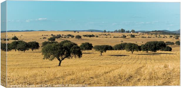 Alentejo golden fields and Trees in Portugal Canvas Print by Angelo DeVal