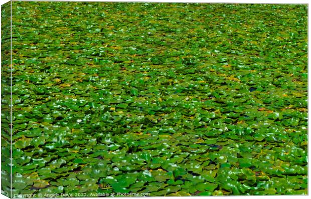 Water Lillies in Mira River Canvas Print by Angelo DeVal