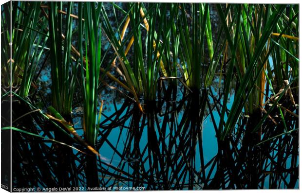 Pond Plants Reflections Canvas Print by Angelo DeVal
