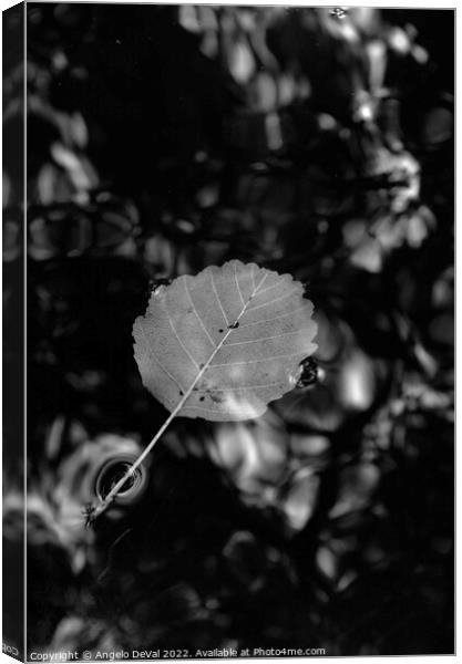 Single Leaf Floating on Pond in Monochrome Canvas Print by Angelo DeVal