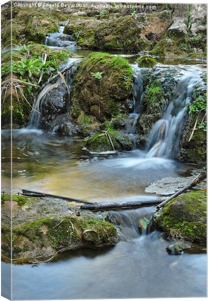 Cascades and bamboos in a peaceful creek Canvas Print by Angelo DeVal