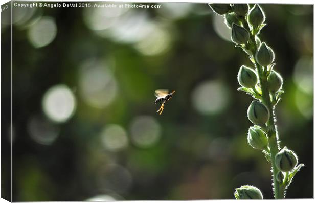 Bee wannabe  Canvas Print by Angelo DeVal