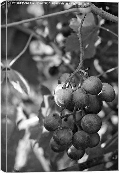 Mediterranean Grapes in Monochrome  Canvas Print by Angelo DeVal