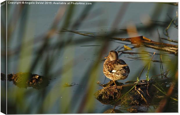 Duck Waiting for Sunset  Canvas Print by Angelo DeVal