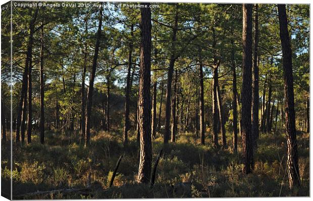 Forest Pine Trees  Canvas Print by Angelo DeVal