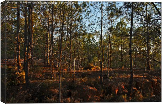 Forest During Sunset  Canvas Print by Angelo DeVal