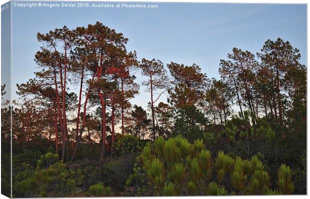 Pine Trees Waiting for Twilight Canvas Print by Angelo DeVal