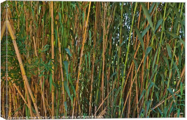 Wild Bamboo Wall Canvas Print by Angelo DeVal
