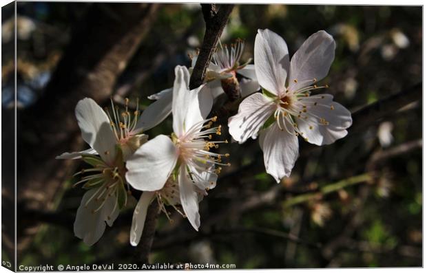 Almond Flowers Blossoms of Spring Canvas Print by Angelo DeVal