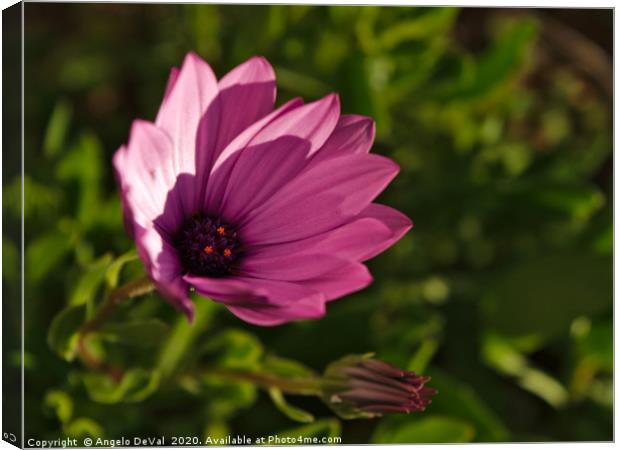 Purple garden flower Canvas Print by Angelo DeVal