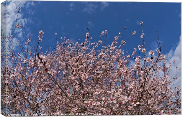 Almond flowers Canvas Print by Angelo DeVal