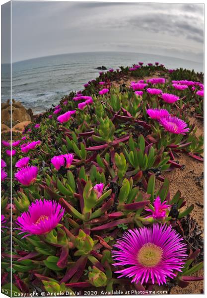 Wild Flowers on Algarve Cliffs Canvas Print by Angelo DeVal