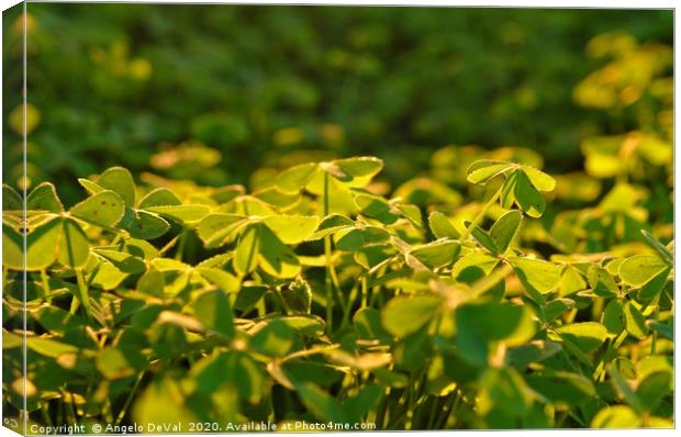 Clovers covered by warm light Canvas Print by Angelo DeVal
