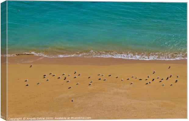 Seagulls Relaxing in Deserta Beach Canvas Print by Angelo DeVal