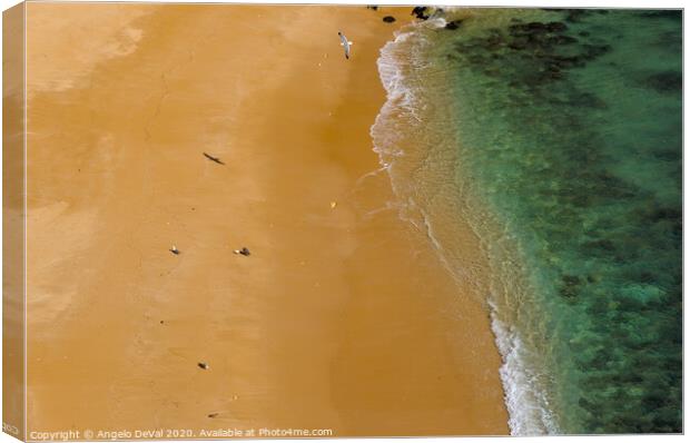 Seagulls in Praia Deserta Canvas Print by Angelo DeVal