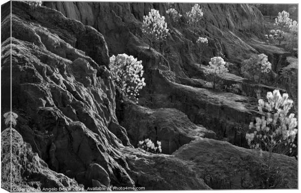 Cliff Pine Trees in Monochrome Canvas Print by Angelo DeVal