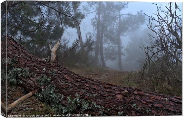 Forest and fog in Serra da Estrela Canvas Print by Angelo DeVal