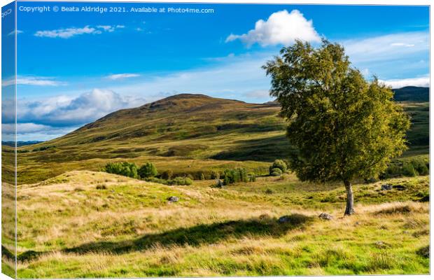 Scottish Higlands Canvas Print by Beata Aldridge