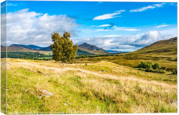 Scottish Higlands Canvas Print by Beata Aldridge