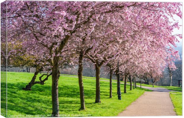 Pink spring Canvas Print by Beata Aldridge