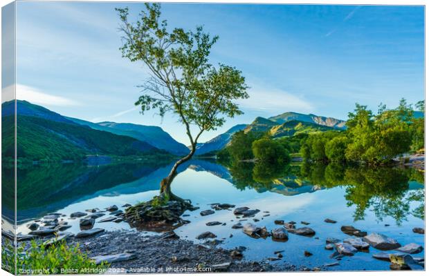 Lone tree Canvas Print by Beata Aldridge