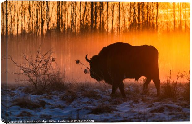 Silhouette of European bison Canvas Print by Beata Aldridge