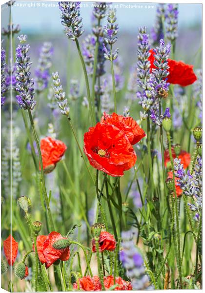 Poppies and lavender Canvas Print by Beata Aldridge